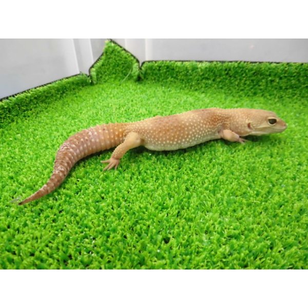 画像5: 美！　タンジェリントルネード（ヒョウモントカゲモドキ）　約２０cm♀　S１ (5)