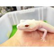 画像4: 美！　ホワイト＆イエローラプター（ヒョウモントカゲモドキ）　約１９cm♀　Ｓ１ (4)