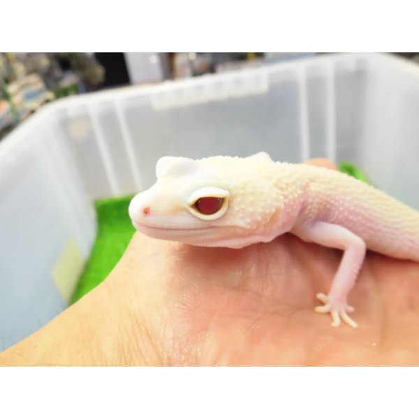 画像4: 美！　ホワイト＆イエローラプター（ヒョウモントカゲモドキ）　約１９cm♀　Ｓ１ (4)