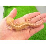 画像: 美！　ソメワケササクレヤモリ（アザンティック）ＣＢ　約１５cm♂　１