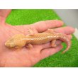 画像2: 美！　ソメワケササクレヤモリ（アザンティック）ＣＢ　約１５cm♂　１ (2)