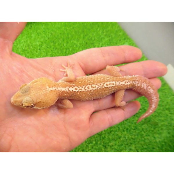 画像2: 美！　ソメワケササクレヤモリ（アザンティック）ＣＢ　約１５cm♂　１ (2)