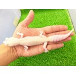 画像: 美！　ホワイト＆イエローラプター（ヒョウモントカゲモドキ）　約１９cm♀　Ｓ１