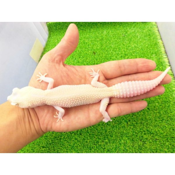 画像1: 美！　ホワイト＆イエローラプター（ヒョウモントカゲモドキ）　約１９cm♀　Ｓ１ (1)