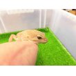 画像2: 美！　タンジェリントルネード（ヒョウモントカゲモドキ）　約２０cm♀　S１ (2)