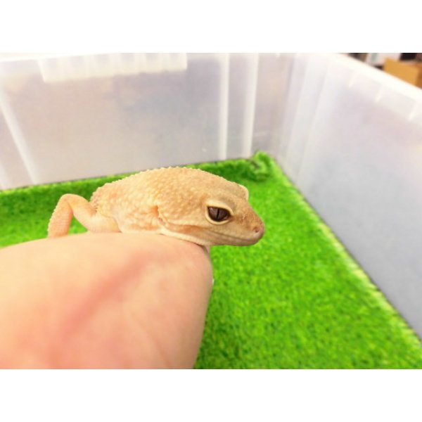 画像2: 美！　タンジェリントルネード（ヒョウモントカゲモドキ）　約２０cm♀　S１ (2)