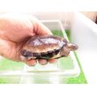 画像2: 美！　クリイロハコヨコクビガメ　約７.５cm　１ (2)