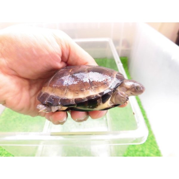 画像2: 美！　クリイロハコヨコクビガメ　約７.５cm　１ (2)