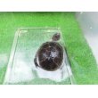 画像6: 美！　クリイロハコヨコクビガメ　約７.５cm　１ (6)