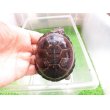 画像1: 美！　クリイロハコヨコクビガメ　約７.５cm　１ (1)