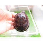 画像: 美！　クリイロハコヨコクビガメ　約７.５cm　１