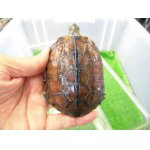 画像: 美！　クサガメ（ヘテロパステルアルビノ）　約９cm♂　１