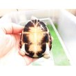 画像5: 美！　クリイロハコヨコクビガメ　約７.５cm　１ (5)