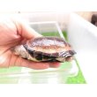 画像4: 美！　クリイロハコヨコクビガメ　約７.５cm　１ (4)