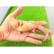 画像1: 美！　ニシアフリカトカゲモドキ（アメル）　約１５cm♀　１ (1)