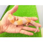 画像: 美！　ニシアフリカトカゲモドキ（アメル）　約１５cm♀　１