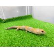 画像5: 美！　ニシアフリカトカゲモドキ（アメル）　約１５cm♀　１ (5)