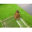 画像5: 美！　ニホンイシガメ（セレクト個体）　約４cm　３ (5)