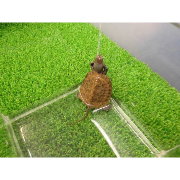 画像5: 美！　ニホンイシガメ（セレクト個体）　約４cm　３ (5)