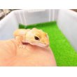 画像3: 美！　ニシアフリカトカゲモドキ（アメル）　約１５cm♀　１ (3)