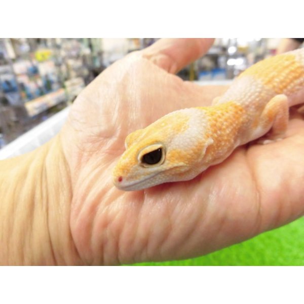 画像2: 美！　ニシアフリカトカゲモドキ（アメル）　約１５cm♀　１ (2)