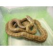 画像5: 美！　アオダイショウ　約１２０cm　１ (5)