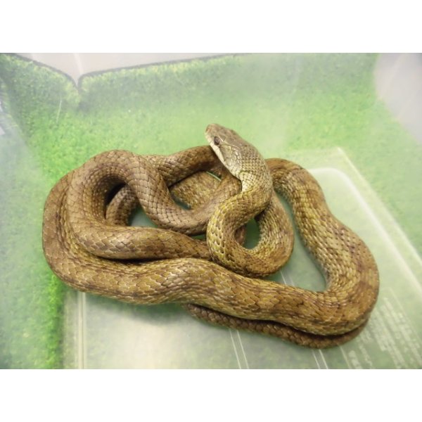 画像5: 美！　アオダイショウ　約１２０cm　１ (5)