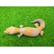 画像6: 美！　ニシアフリカトカゲモドキ（アメル）　約１５cm♀　１ (6)