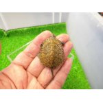 画像: 美！　ニホンイシガメ（セレクト個体）　約４cm　３