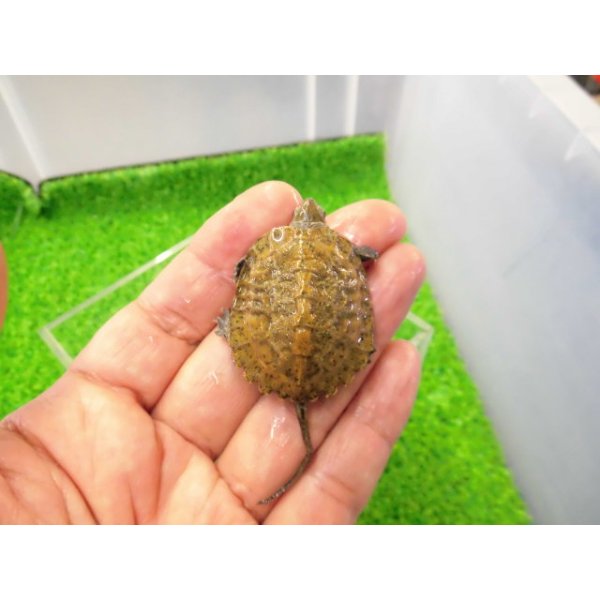 画像1: 美！　ニホンイシガメ（セレクト個体）　約４cm　３ (1)