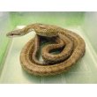 画像1: 美！　アオダイショウ　約１２０cm　１ (1)