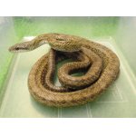 画像: 美！　アオダイショウ　約１２０cm　１