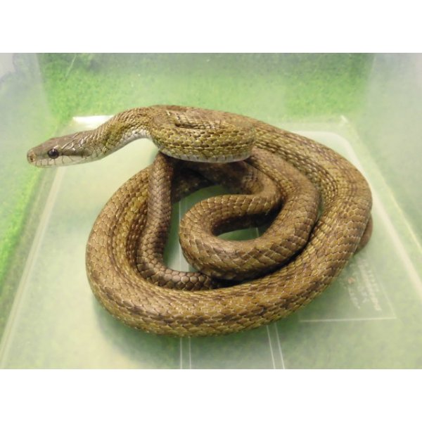 画像1: 美！　アオダイショウ　約１２０cm　１ (1)