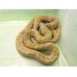 画像3: 美！　アオダイショウ　約１２０cm　１ (3)