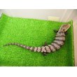 画像8: 美！　アザンティックアオジタトカゲ（メラウケ）　約４０cm（欠損等あり）　１ (8)
