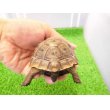 画像5: 美！　ギリシャリクガメ　約７cm　たぶん♂　１ (5)