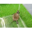 画像5: 美！　ニホンイシガメ（セレクト個体）　約４.５cm　４ (5)