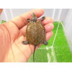 画像: 美！　ニホンイシガメ（セレクト個体）　約４.５cm　４