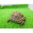 画像7: 美！　ギリシャリクガメ　約７cm　たぶん♂　１ (7)