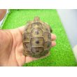画像1: 美！　ギリシャリクガメ　約７cm　たぶん♂　１ (1)