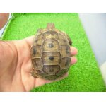 画像: 美！　ギリシャリクガメ　約７cm　たぶん♂　１