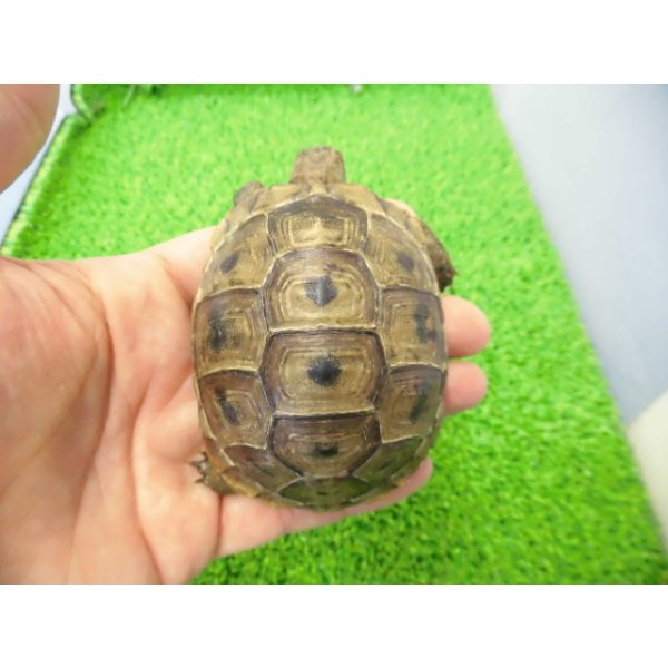 画像1: 美！　ギリシャリクガメ　約７cm　たぶん♂　１ (1)