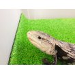 画像4: 美！　アザンティックアオジタトカゲ（メラウケ）　約４０cm（欠損等あり）　１ (4)