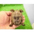 画像6: 美！　ギリシャリクガメ　約７cm　たぶん♂　１ (6)