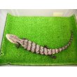 画像6: 美！　アザンティックアオジタトカゲ（メラウケ）　約４０cm（欠損等あり）　１ (6)