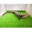 画像7: 美！　アザンティックアオジタトカゲ（メラウケ）　約４０cm（欠損等あり）　１ (7)