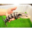 画像2: 美！　アザンティックアオジタトカゲ（メラウケ）　約４０cm（欠損等あり）　１ (2)