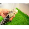 画像3: 美！　アザンティックアオジタトカゲ（メラウケ）　約４０cm（欠損等あり）　１ (3)