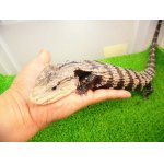 画像: 美！　アザンティックアオジタトカゲ（メラウケ）　約４０cm（欠損等あり）　１