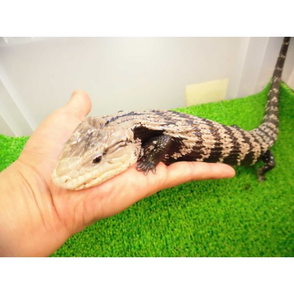 画像1: 美！　アザンティックアオジタトカゲ（メラウケ）　約４０cm（欠損等あり）　１ (1)